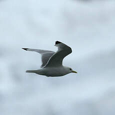 Mouette tridactyle