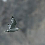 Mouette tridactyle