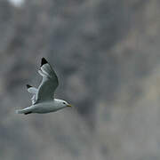 Black-legged Kittiwake