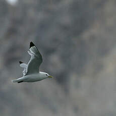 Mouette tridactyle