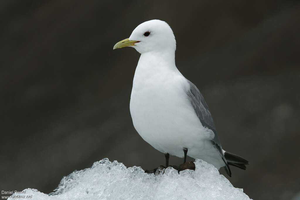 Black-legged Kittiwakeadult