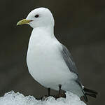 Mouette tridactyle