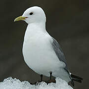 Black-legged Kittiwake