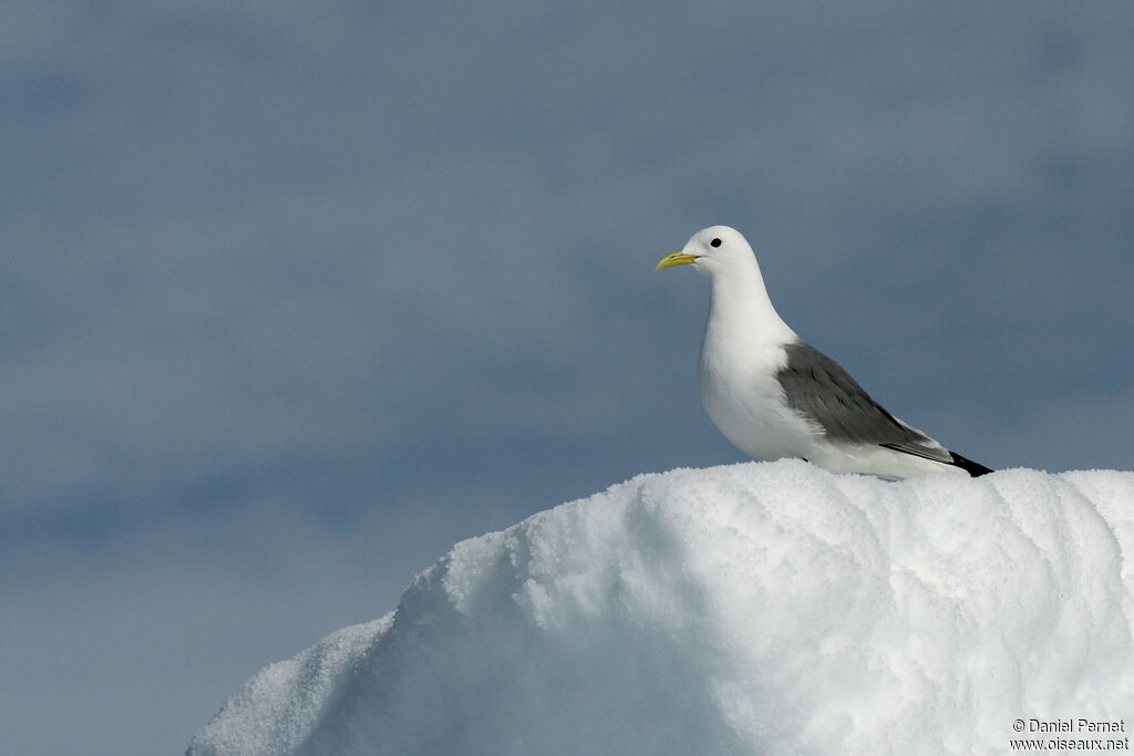 Mouette tridactyleadulte