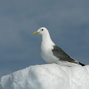 Black-legged Kittiwake