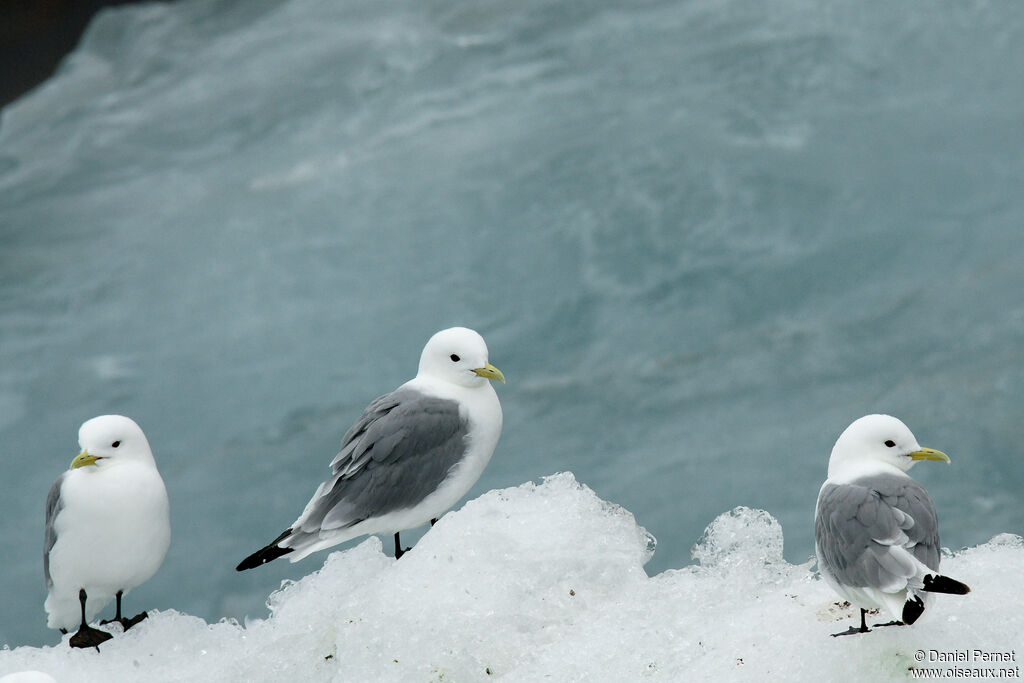 Mouette tridactyleadulte