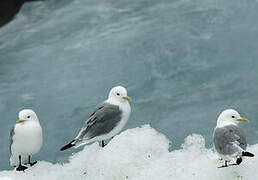 Black-legged Kittiwake