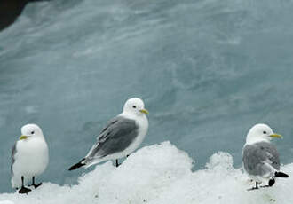 Mouette tridactyle