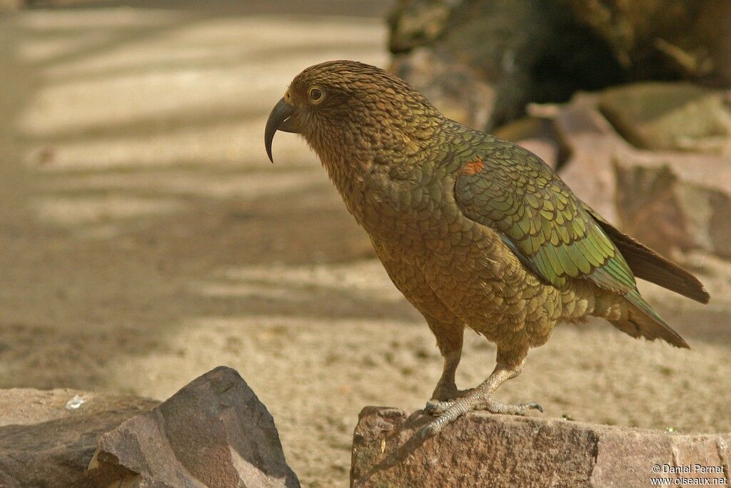 Nestor kéaadulte, identification