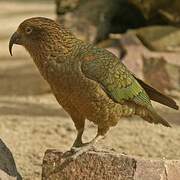 Kea