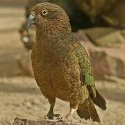 Kea