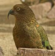 Kea