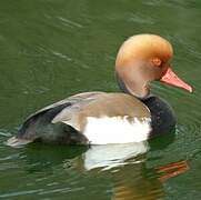 Red-crested Pochard