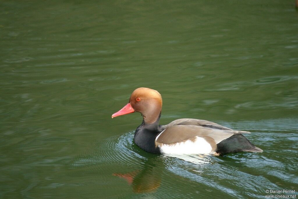 Nette rousse mâle adulte, identification