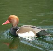 Red-crested Pochard