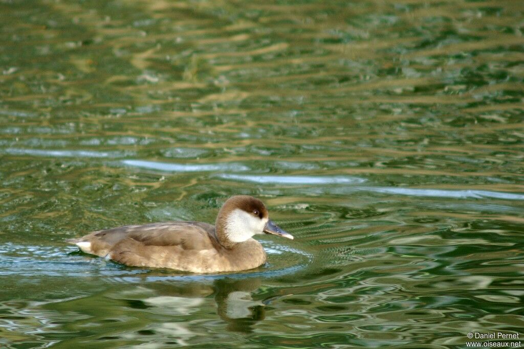 Nette rousse femelle adulte, identification