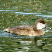 Red-crested Pochard