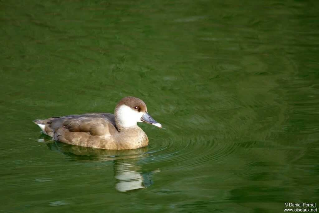 Nette rousse femelle adulte, identification