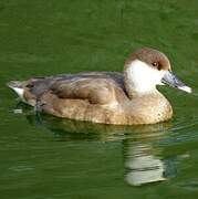 Red-crested Pochard