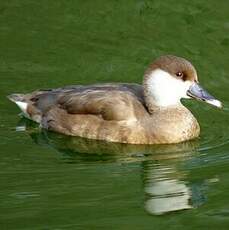 Nette rousse