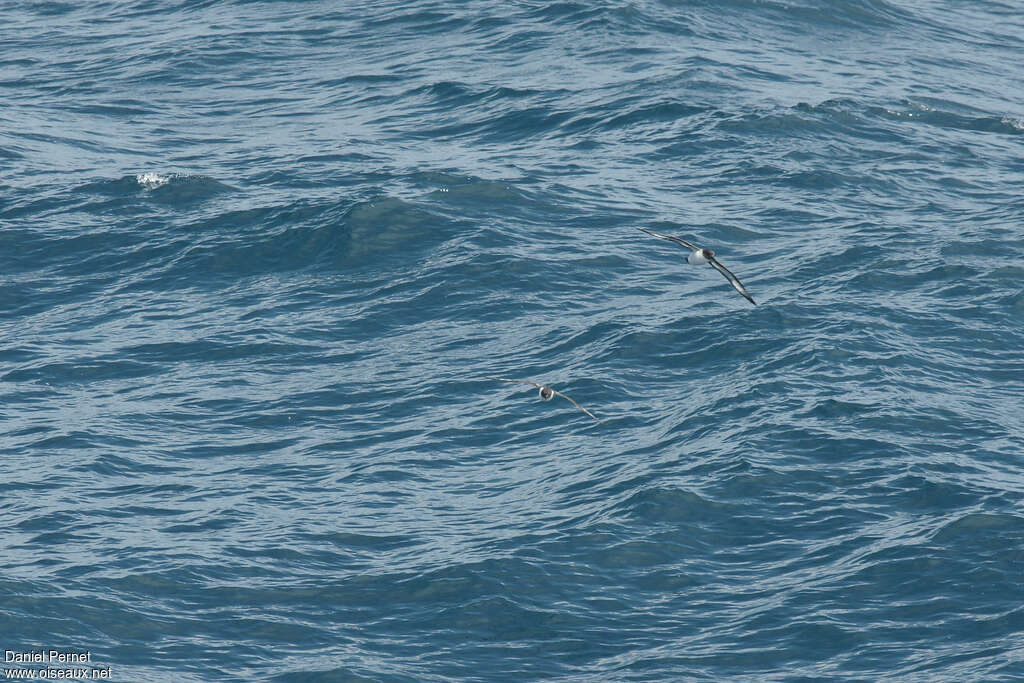 White-bellied Storm Petreladult, Flight