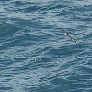 White-bellied Storm Petrel