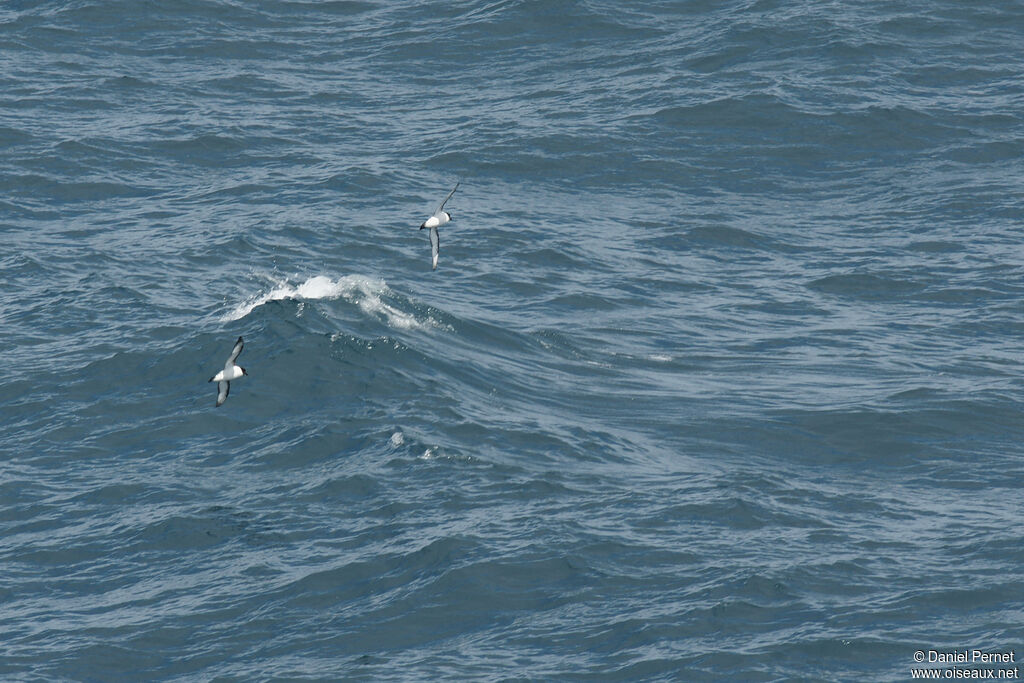 White-bellied Storm Petreladult, Flight