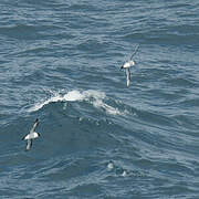 White-bellied Storm Petrel