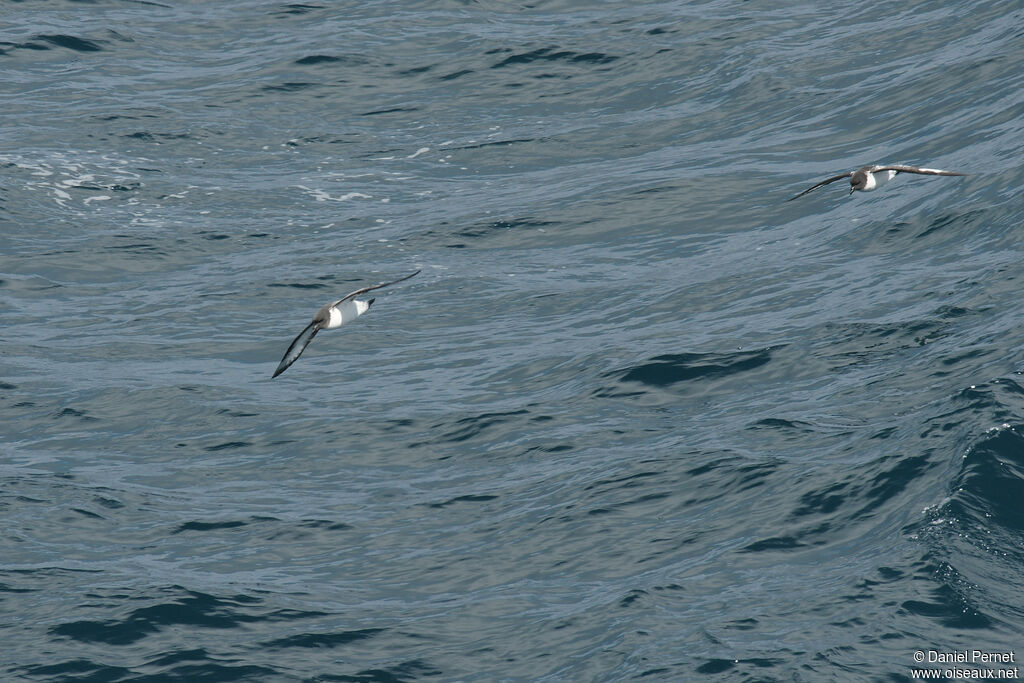 White-bellied Storm Petreladult, Flight