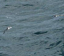 White-bellied Storm Petrel