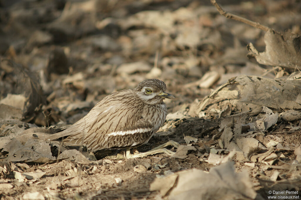 Indian Stone-curlewadult