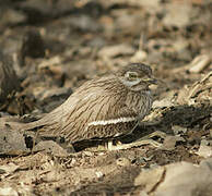 Indian Stone-curlew