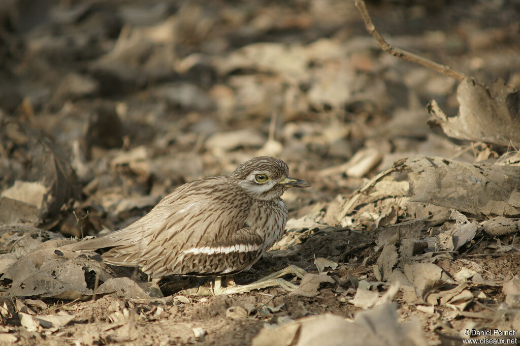 Indian Stone-curlewadult