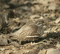 Indian Stone-curlew