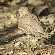 Indian Stone-curlew