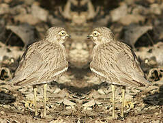 Indian Stone-curlew