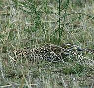 Spotted Thick-knee