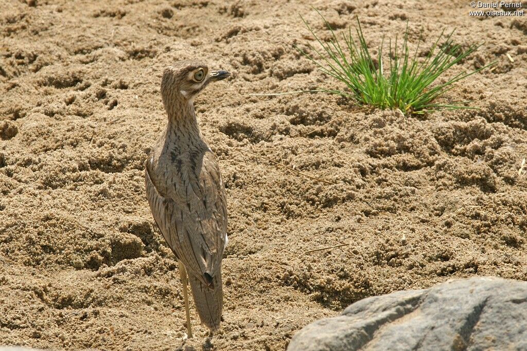 Water Thick-kneeadult, identification