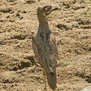 Water Thick-knee