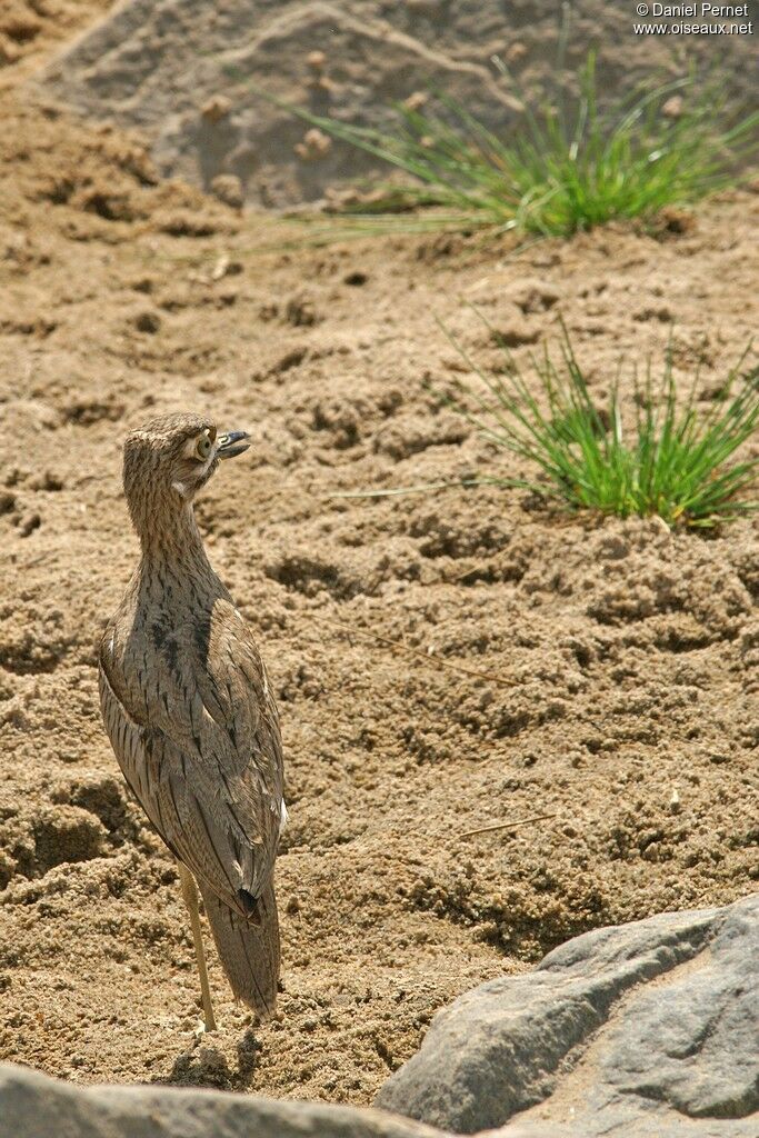 Water Thick-kneeadult, identification