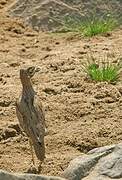 Water Thick-knee