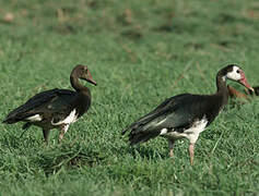 Spur-winged Goose