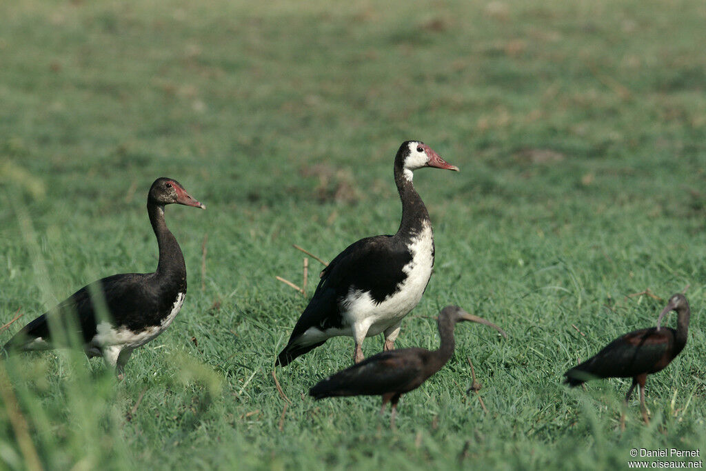 Spur-winged Gooseadult, identification