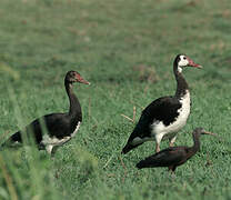 Spur-winged Goose