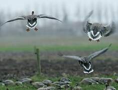 Pink-footed Goose