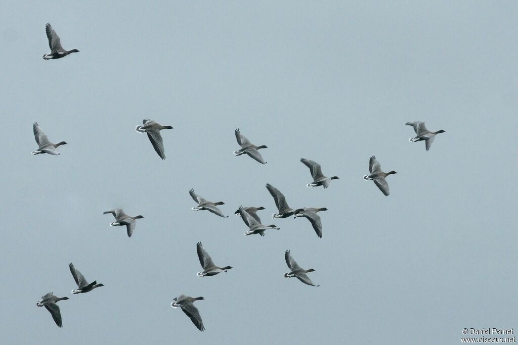 Pink-footed Gooseadult post breeding, identification, song