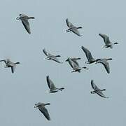 Pink-footed Goose