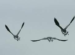 Pink-footed Goose