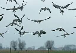 Pink-footed Goose