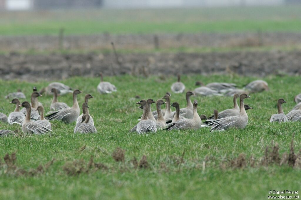 Pink-footed Gooseadult post breeding, identification